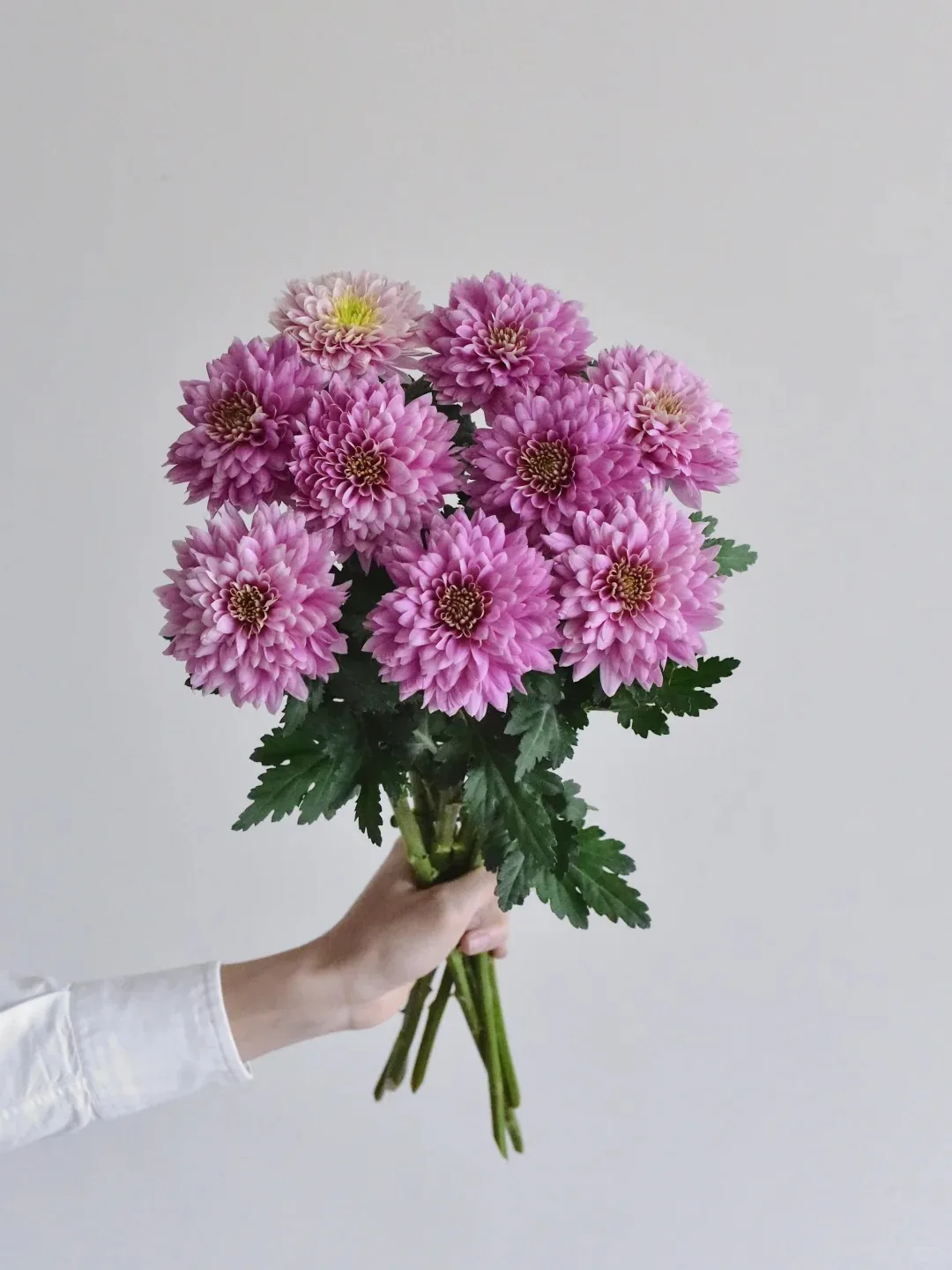 多头菊 · 小菊·单头粉神仙